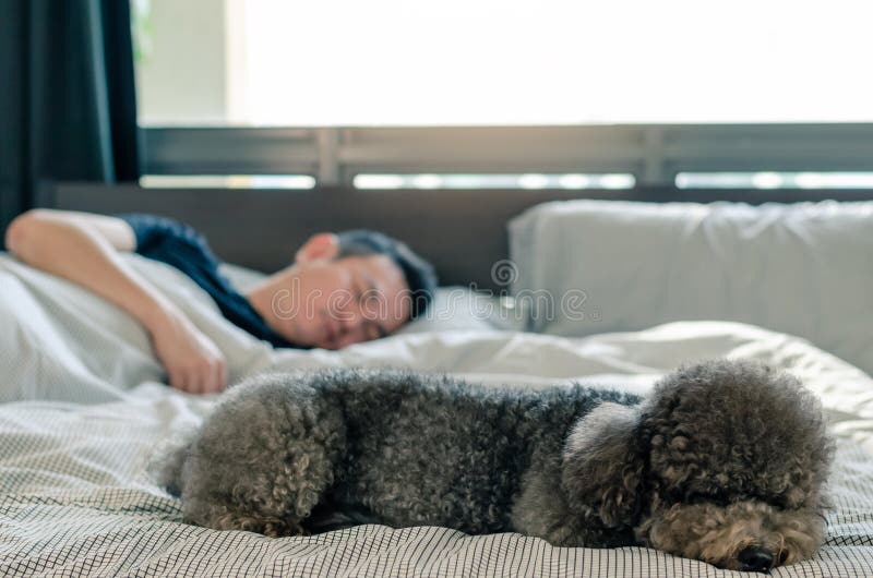 An adorable young black Poodle dog sleeping on bed with the owner with sunshine on messy bed stock photography An adorable young black Poodle dog sleeping on bed with the owner with sunshine on messy bed stock photography