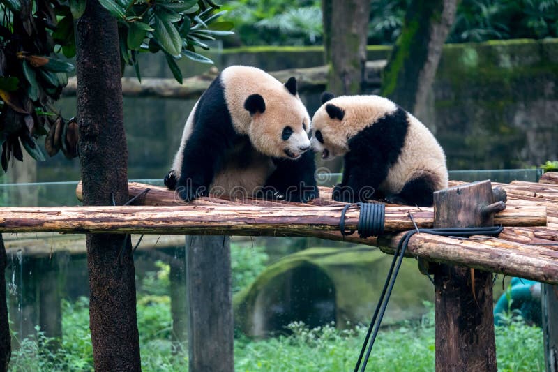 Adorables pandas gigantes que interactúan sobre una plataforma de madera en un exuberante recinto zoológico fotografía de archivo