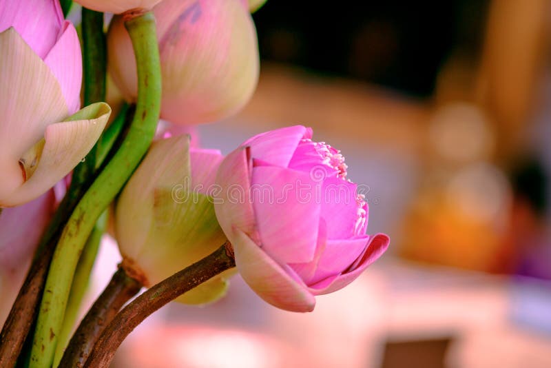 Adore os lótus cor-de-rosa fotos de stock Adore os lótus cor-de-rosa fotos de stock