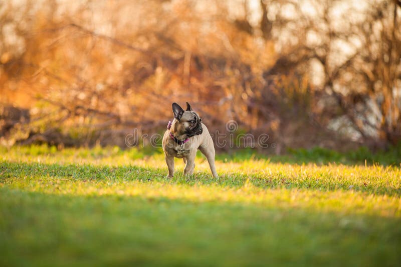 Adoreable nove mesi del bulldog francese di razza al parco fotografia stock libera da diritti Adoreable nove mesi del bulldog francese di razza al parco fotografia stock libera da diritti