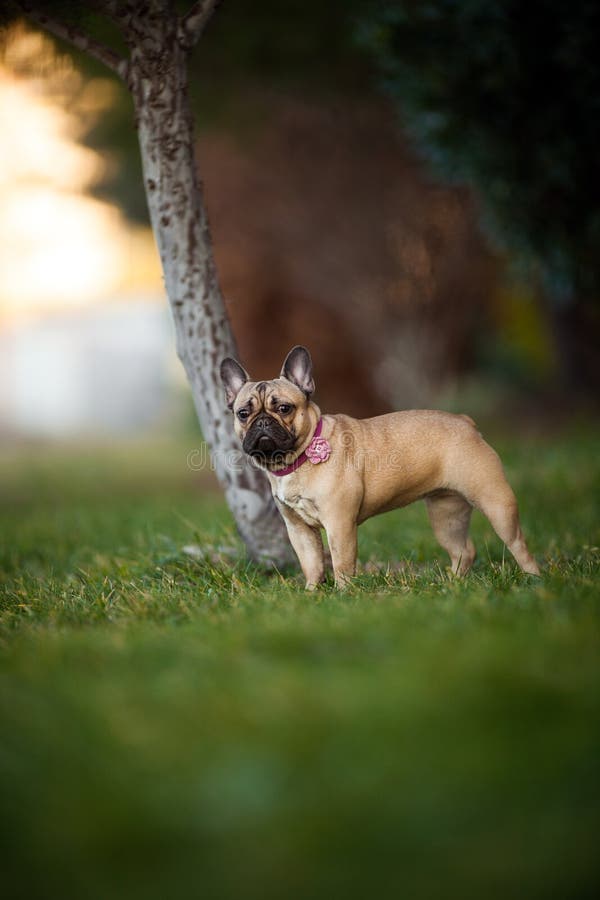 Adoreable nove mesi del bulldog francese di razza al parco fotografia stock Adoreable nove mesi del bulldog francese di razza al parco fotografia stock