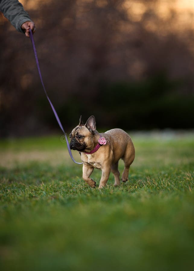 Adoreable nove mesi del bulldog francese di razza al parco fotografie stock Adoreable nove mesi del bulldog francese di razza al parco fotografie stock