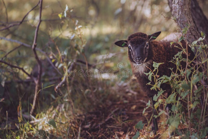 Adorável ovelha romanov ao lado de uma árvore