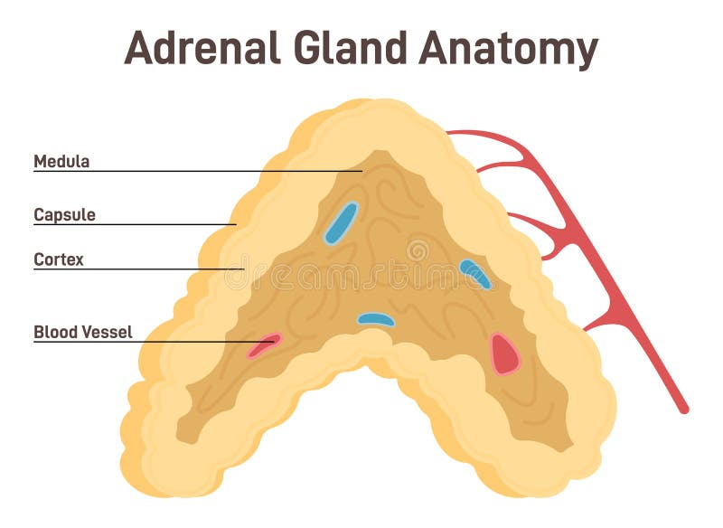 Adrenal Gland Anatomy. Endocrine Triangular-shaped Gland Located on Top ...