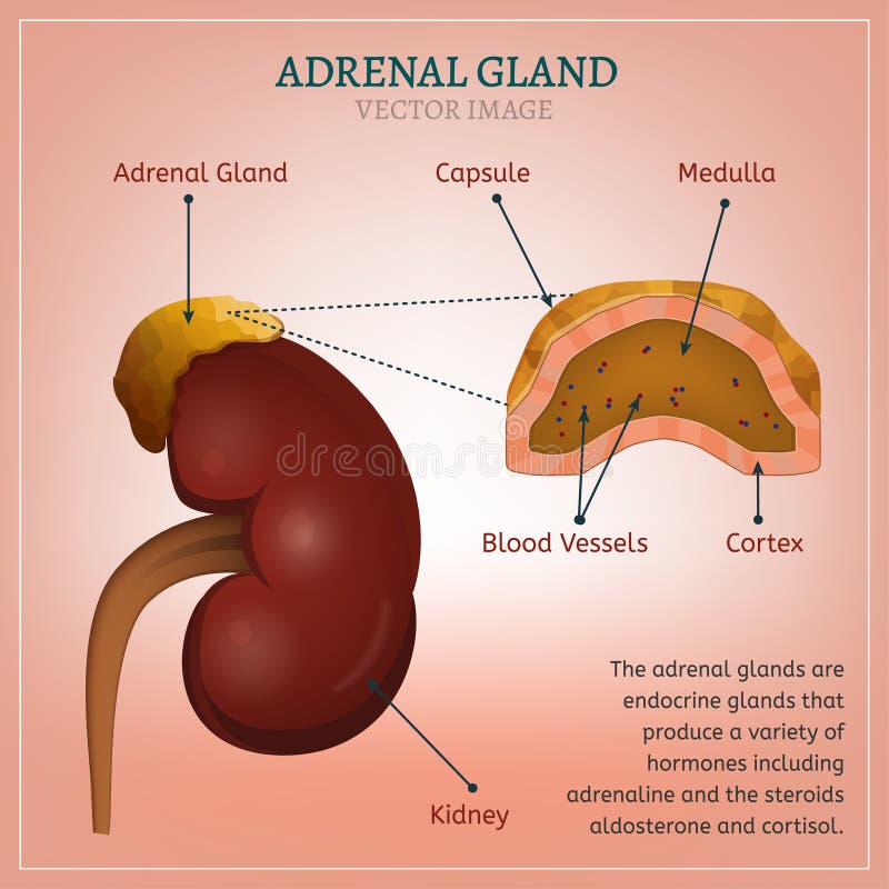Adrenal Gland Image stock vector. Illustration of medulla Biology Diagrams