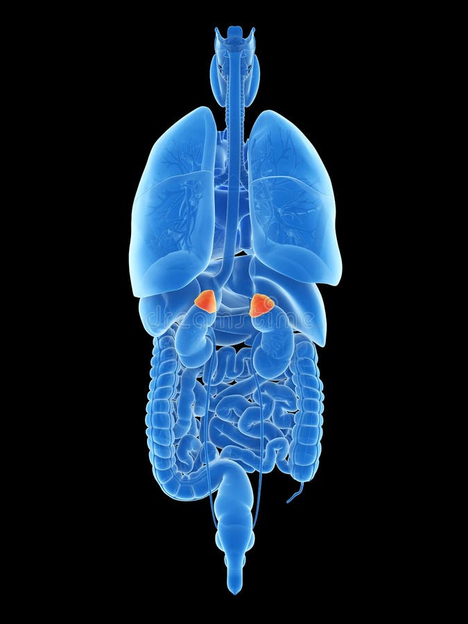 The adrenal glands stock illustration. Illustration of anatomy 74819054