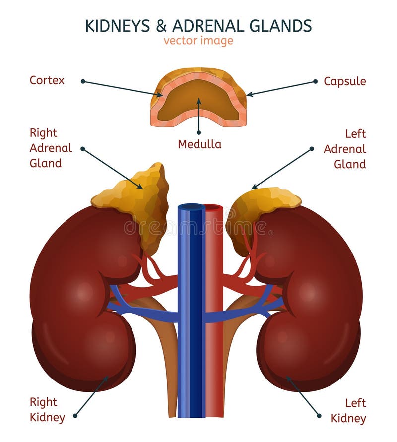 Endocrine Glands Image stock vector. Illustration of hormonal - 100552394