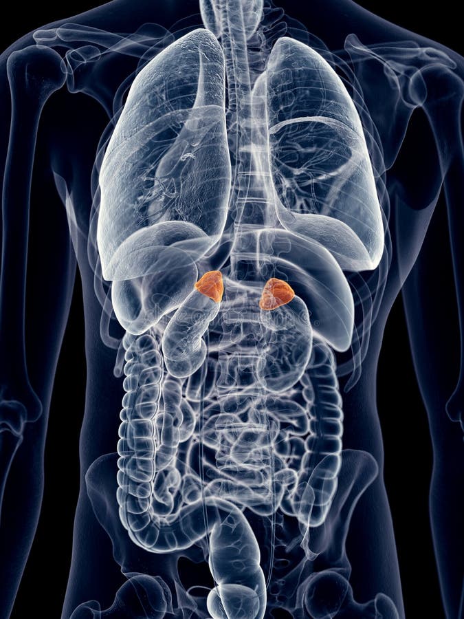 The adrenal glands stock illustration. Illustration of kidney 57504764
