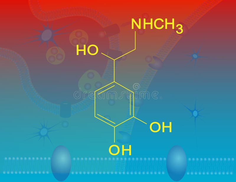 Illustration of the molecular structure of epinephrine (adrenaline)