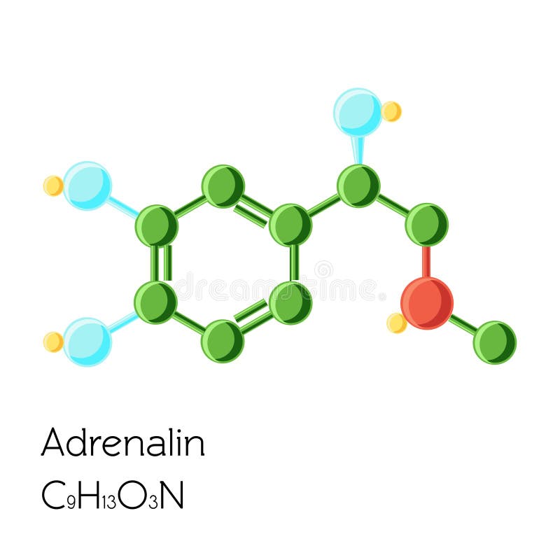 Adrenalin, Adrenaline, Epinephrine hormone structural chemical formula isolated on white background. Cartoon vector illustration in flat style. Adrenalin, Adrenaline, Epinephrine hormone structural chemical formula isolated on white background. Cartoon vector illustration in flat style.