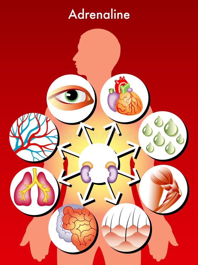 Medical symbolic illustration of the effects of adrenaline in the human body