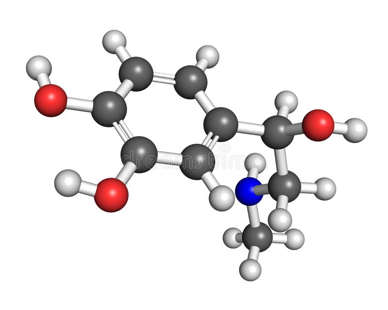 Adrenaline (epinephrine) is a hormone that regulates metabolism, heart rate, blood vessel and air passage diameters. It's release is important for fight-or-flight response. Ball and stick model, conventional colouring scheme, rendered and isolated on white background. Adrenaline (epinephrine) is a hormone that regulates metabolism, heart rate, blood vessel and air passage diameters. It's release is important for fight-or-flight response. Ball and stick model, conventional colouring scheme, rendered and isolated on white background.