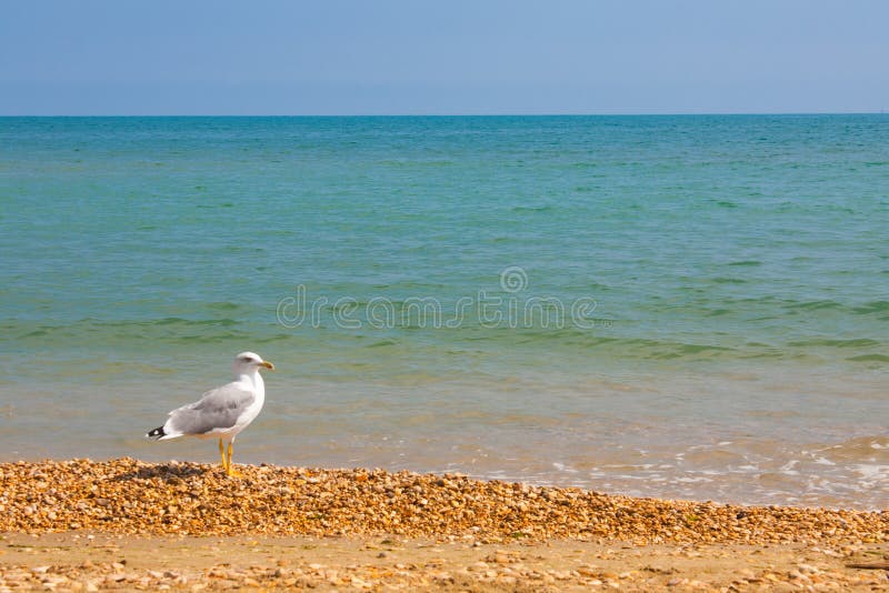 Adriatic Sea Coast View. Seashore of Italy, Summer Sandy Beach and ...