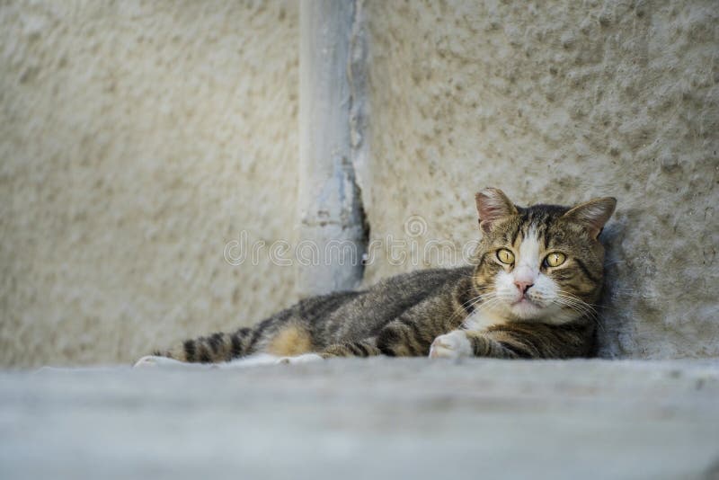 Adult abandoned stray cat looking sad at the camera royalty free stock photo Adult abandoned stray cat looking sad at the camera royalty free stock photo