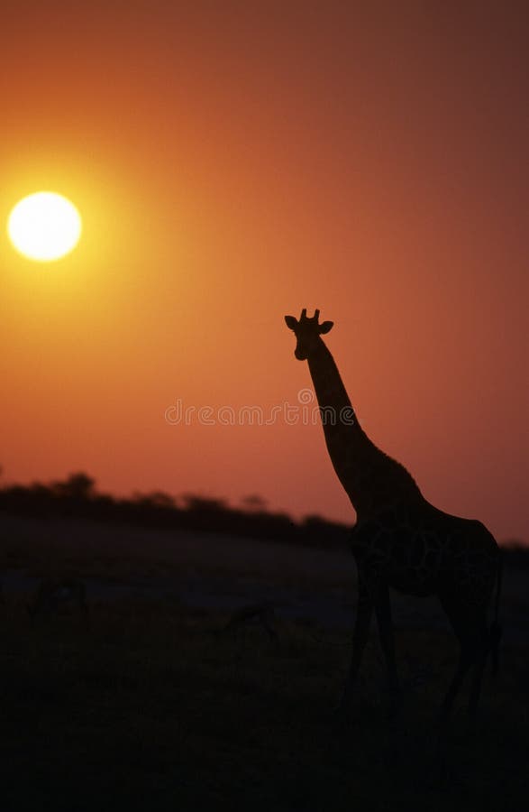 Adult African giraffe