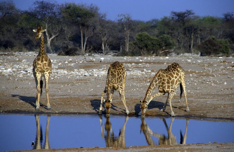 Adult African giraffes