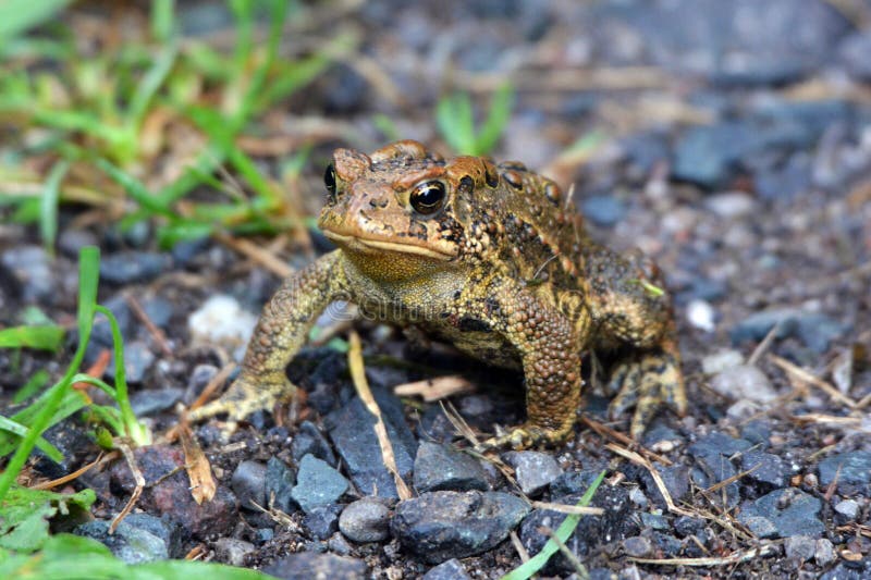 Small Bumps Side Foot Diabetic Stock Photos - Free & Royalty-Free Stock ...