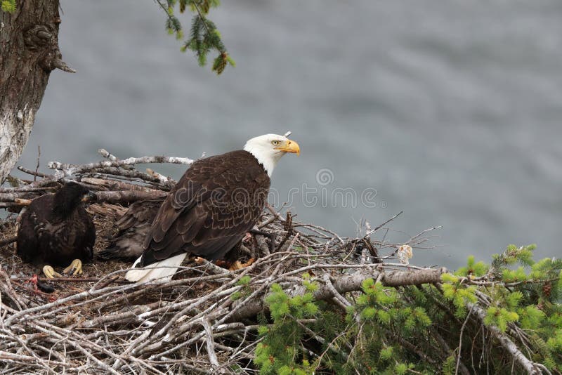 Adult Bald Eagle with two chicks in a nest in a tree on the side of a cliff Vancouver Island Canada