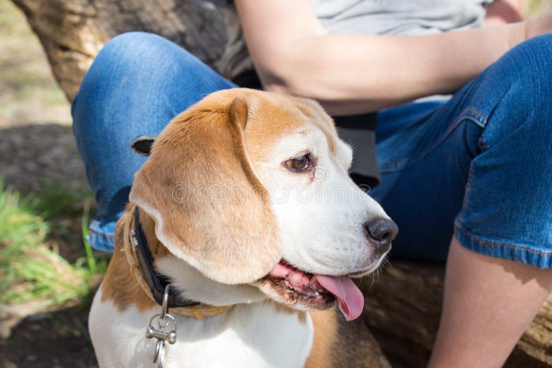 Adult Beagle Tricolor Dog Sitting Between Legs Stock Image