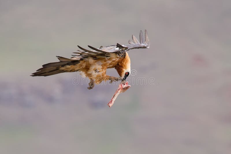 Adult bearded vulture take off from mountain after finding food