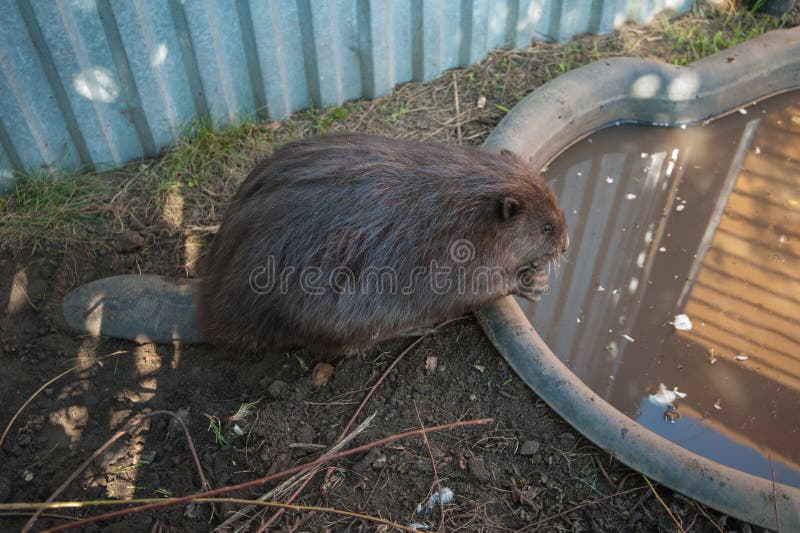 Mature Beaver Pics