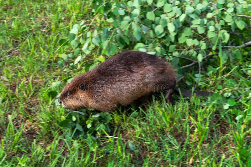 Brazilian Beaver