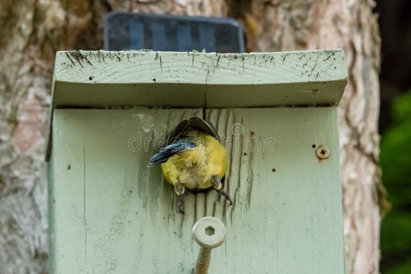 Adult Blue Tit bird seen entering a hole in a tree mounted wooden nest box.