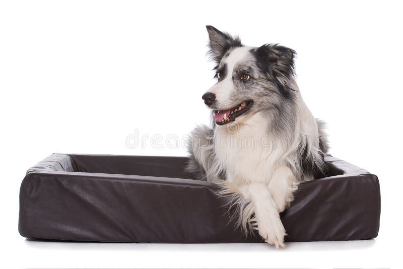 Adult Border Collie Dog Standing in a Meadow Stock Image - Image of collie,  grass: 133920371