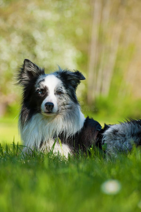 Bordr Collie Puppy Is Lying In The Garden Stock Photo, Picture and Royalty  Free Image. Image 85103562.