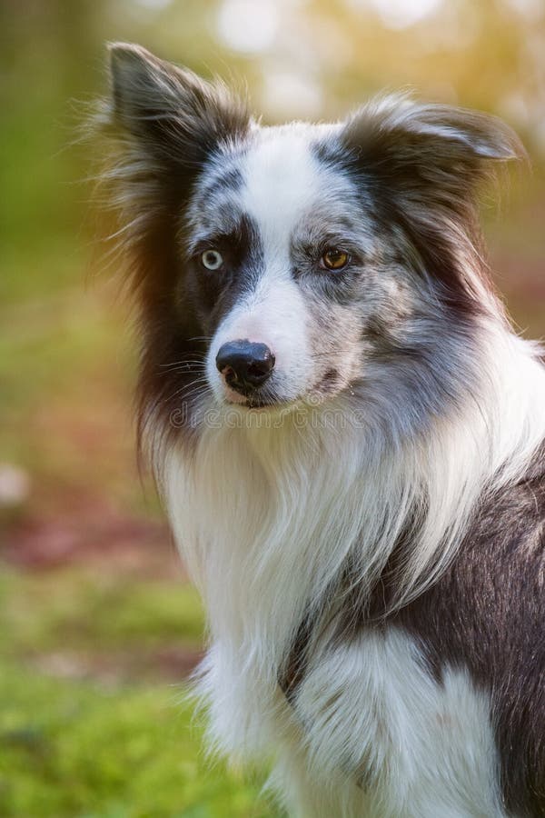 Dog Border Collie / adult (red merle) standing in a meadow Stock Photo -  Alamy