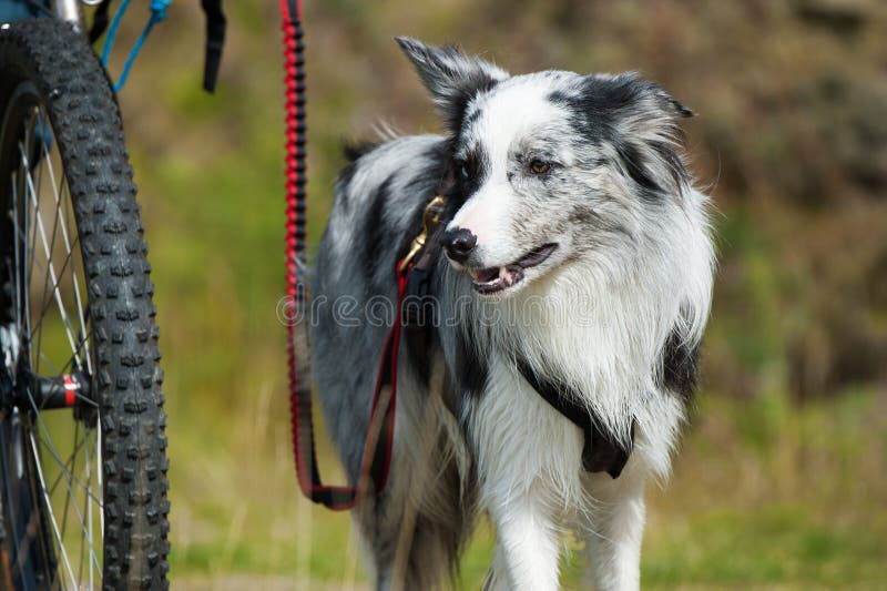 Adult Border Collie Dog Standing in a Meadow Stock Image - Image of collie,  grass: 133920371