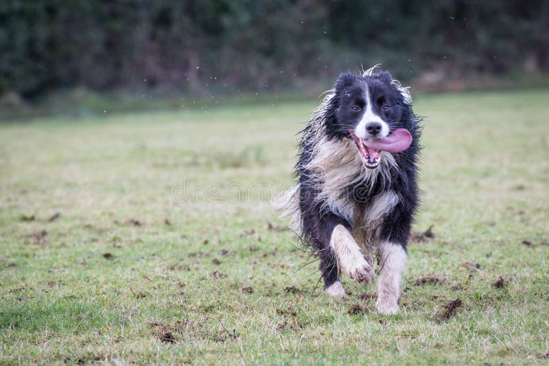 Adult Border Collie Dog Standing in a Meadow Stock Image - Image of collie,  grass: 133920371