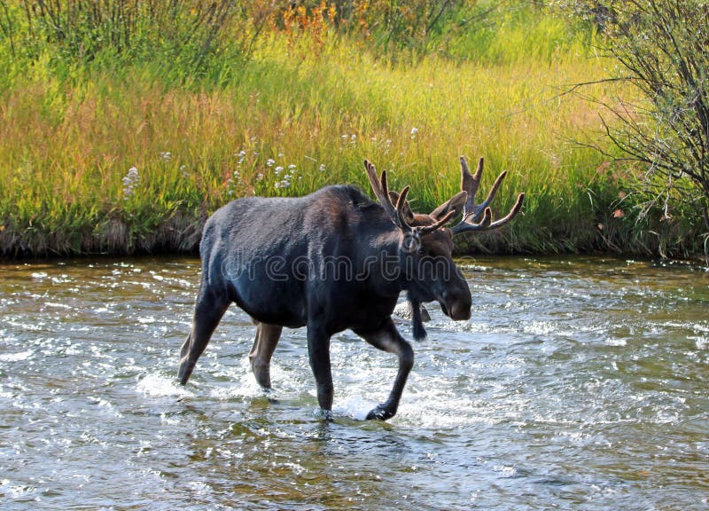 Adult Bull moose with shedding velvet antlers crossing creek in Wyoming USA royalty free stock photography Adult Bull moose with shedding velvet antlers crossing creek in Wyoming USA royalty free stock photography