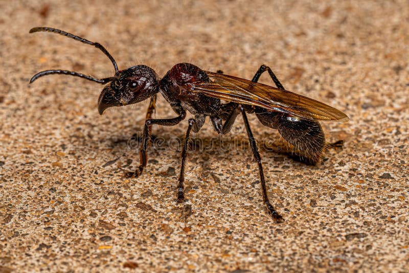 Adult Bullet Ant Queen stock image. Image of bullet 258934249