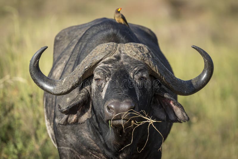 Adult cape buffalo eating grass head on portrait looking straight at camera in Masai Mara Kenya