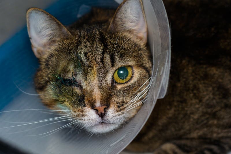 Adult Cat with One Eye and Collar after Eye Surgery Stock Photo Image