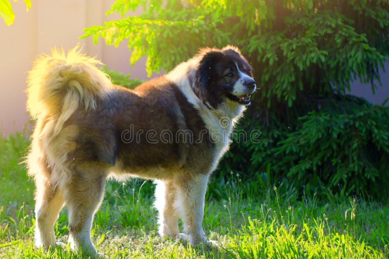 Adult Caucasian Shepherd dog. Fluffy Caucasian shepherd dog is s