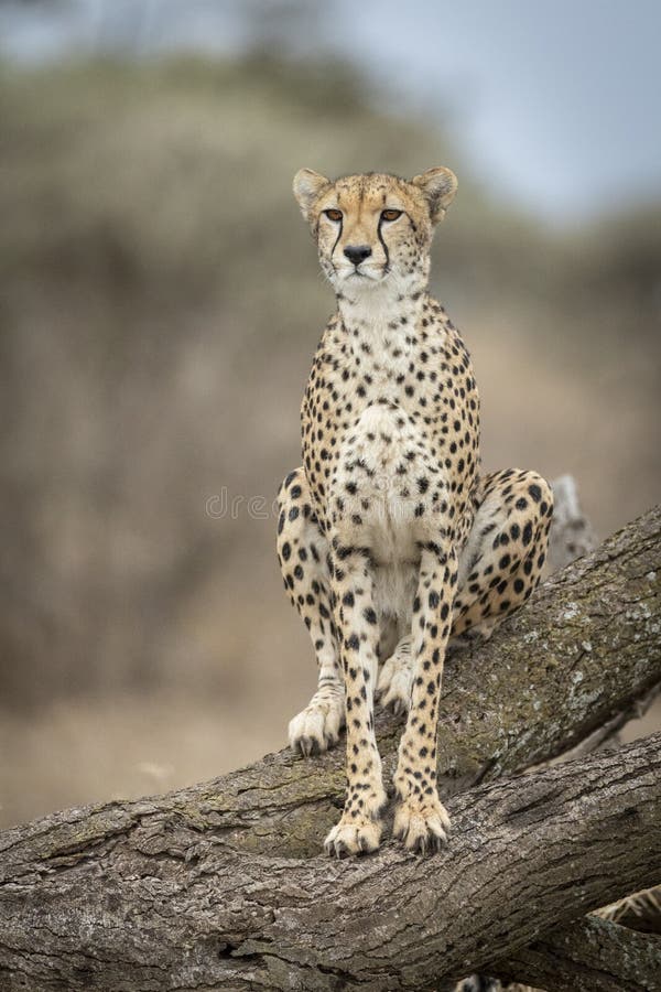 Vertical head on portrait of adult cheetah sitting on a tree log in Ndutu Tanzania stock photography