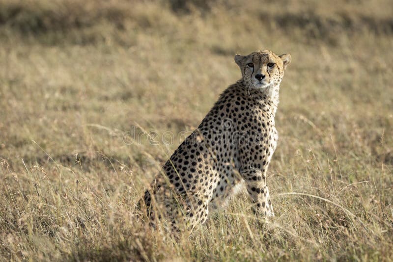 Adult cheetah sitting upright looking alert in Masai Mara Kenya royalty free stock photo