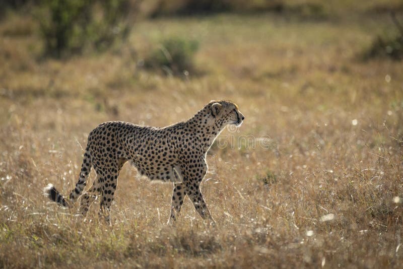 Adult cheetah walking in dry grass in Masai Mara in Kenya stock photo