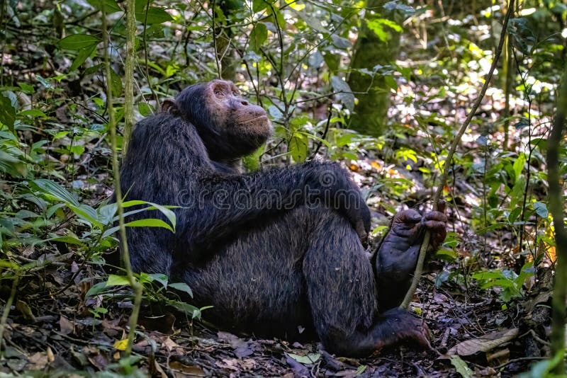 Adult chimpanzee, pan troglodytes, in the tropical rainforest of Kibale National Park, western Uganda. The park conservation