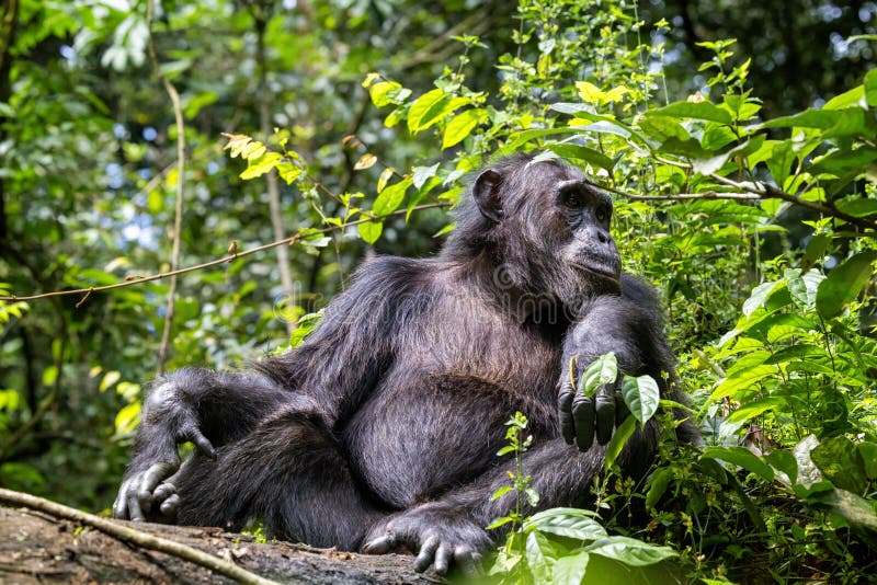 An adult chimpanzee, pan troglodytes, rests on a fallen tree in the rainforest of Kibale National Park, Uganda, Africa