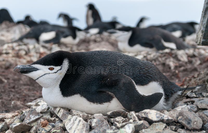 Adult Chinstrap Penguin lying on nest, Halfmoon Island, Antarctic Peninsula royalty free stock photos Adult Chinstrap Penguin lying on nest, Halfmoon Island, Antarctic Peninsula royalty free stock photos