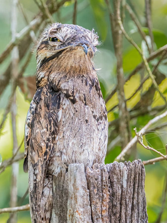 108 Potoo Bird Stock Photos - Free & Royalty-Free Stock Photos from Dreamstime