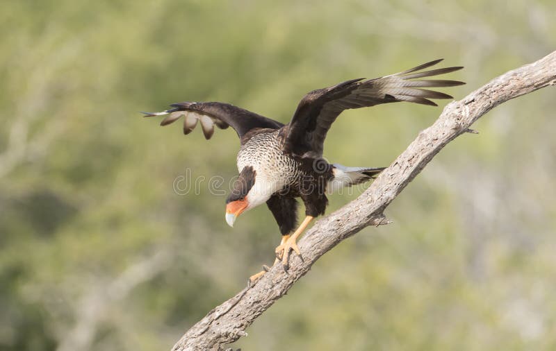 Crested Caracara in southern Texas, USA