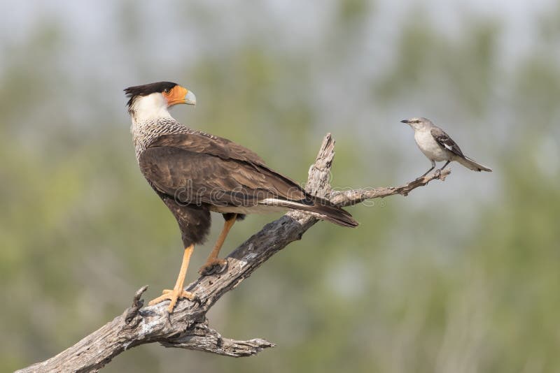 Crested Caracara with Northern Mockingbird in southern Texas, USA