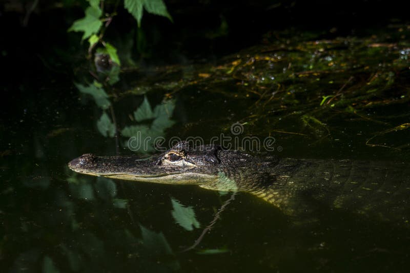 An adult crocodile lurking just above the water level with both eyes visible. Asia, extinct.