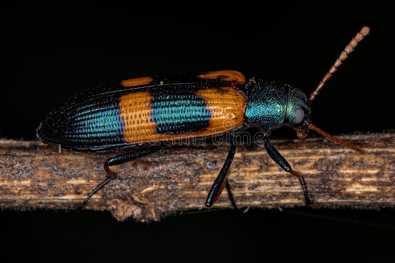 Adult Darkling Beetle stock photo. Image of dead, stenochiini 233496374