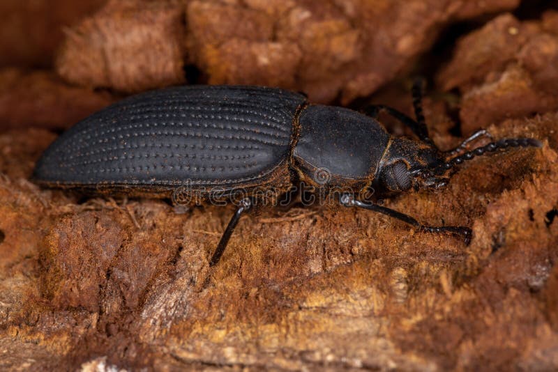 Adult Darkling Beetle stock image. Image of beetle, macrozophobas