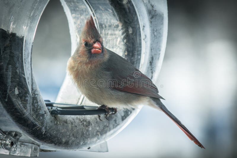 Adult female cardinal on feeder